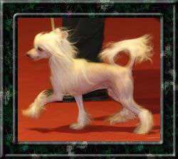 Quickness Little Lady Von Shinbashi Quickness Little Lady Von Shinbashi