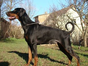 Tijara von Marosk Tijara von Marosk