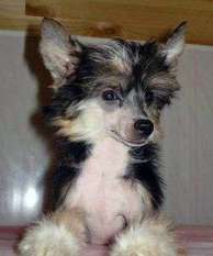 Airy Black Deniro Airy Black Deniro