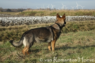 Dee vom Wolfsbankring Dee vom Wolfsbankring