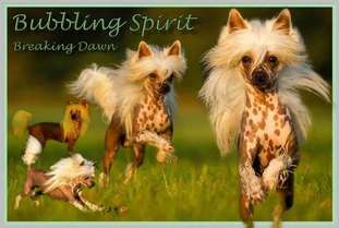 Bubbling Spirit Breaking Dawn Bubbling Spirit Breaking Dawn