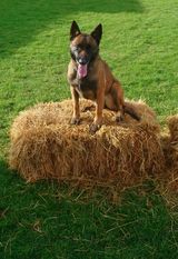 Orka LOF 296500 (Brylowski) Orka LOF 296500 (Brylowski)