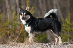 Hjörvar Ylurson Af Láglendinu Hjörvar Ylurson Af Láglendinu