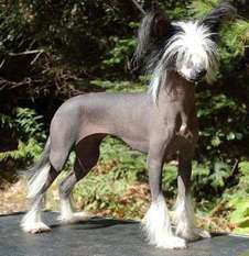 Nopper Bif Naked Nopper Bif Naked