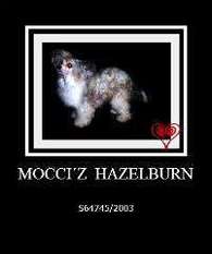 Mocci'z Hazelburn Mocci'z Hazelburn