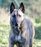 Gytane de la Croisée des Loups