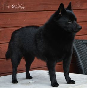 Leyu Sammy