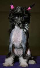 Coutures I Gotta Nude Attitude Coutures I Gotta Nude Attitude