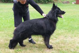 Condor z Drábskych skal Condor z Drábskych skal