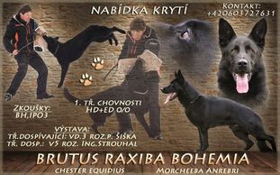 Brutus Raxiba Bohemia Brutus Raxiba Bohemia