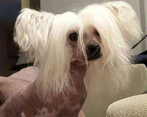 Landkris Infanta Beatriz Landkris Infanta Beatriz