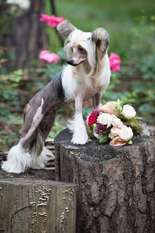 Dogland Happy Shameless Dogland Happy Shameless