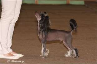 Venus As A Boy Avokaduh Venus As A Boy Avokaduh