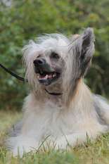 Hugo Bos Bohemia Hugo Bos Bohemia