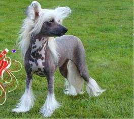 Chiango's Charpio Chiango's Charpio