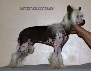 Necku Billie Jean Necku Billie Jean