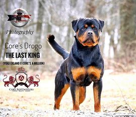 Core's Drogo The Last King Core's Drogo The Last King