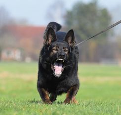 Sarolf vom Burgdorfer Land Sarolf vom Burgdorfer Land