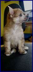 Cherokee Plysovy Pritel Cherokee Plysovy Pritel