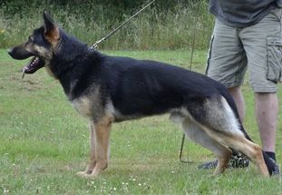 Dederthing Lasse Dederthing Lasse
