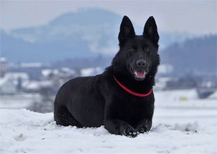 Xena vom Reiterles Kapelle Xena vom Reiterles Kapelle