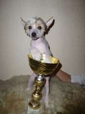Mally Gold Angel Mally Gold Angel