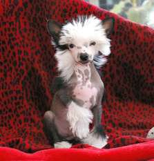 Blue Magic Easy Groom Blue Magic Easy Groom
