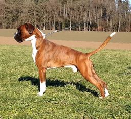 Darino-Diamant von Elvisona Darino-Diamant von Elvisona