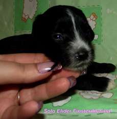 Solo Elider Finsterniswind Solo Elider Finsterniswind