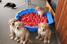 P-Wurf von Jule Julienhof+Bele vom Seevedeich