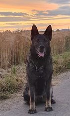 Kenia vom Wolfsfriede Kenia vom Wolfsfriede