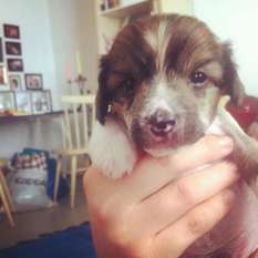 Three Cheers For Puppy Riot Three Cheers For Puppy Riot