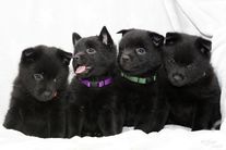 Alpha Nero - B (Schipperke)