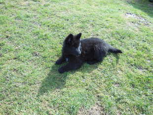 Armani vom Köhnenberg Armani vom Köhnenberg