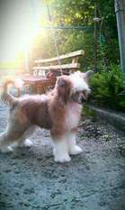 Anna Sky Kennel Onyx Anna Sky Kennel Onyx