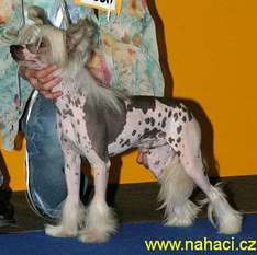 Zholesk Amadeus Zholesk Amadeus