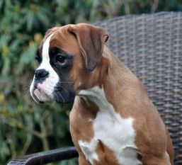 Xora vom Hause Romeo Xora vom Hause Romeo