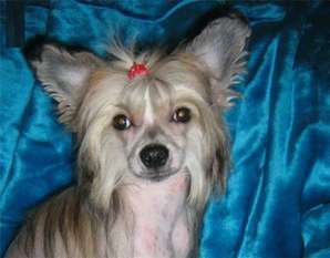 Orero Lovely Yugo Fly Orero Lovely Yugo Fly
