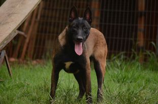 Gamboa von Bocão Malinois Gamboa von Bocão Malinois