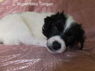Rugen Miko Tomson Rugen Miko Tomson