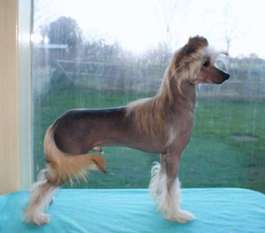 Be My Dog's Flag Waver Be My Dog's Flag Waver