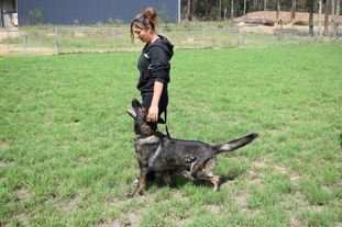 Schutzshep Bang Schutzshep Bang