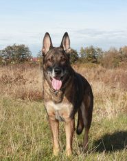 Nash von der schwarzen Natter Nash von der schwarzen Natter