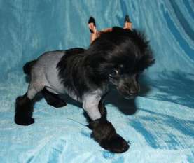 Charuyuschiy Soblazn Gothika Charuyuschiy Soblazn Gothika