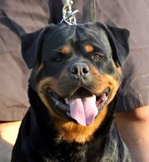 Lima of Kinders Royal Rott Lima of Kinders Royal Rott