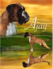 Ajay vom Boxerfeuer Ajay vom Boxerfeuer
