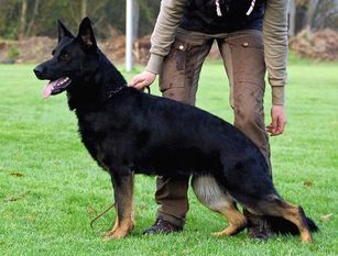 Milka von der Hundshardt Milka von der Hundshardt