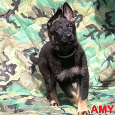 Amy von Charlie Oscar Amy von Charlie Oscar