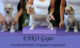 Fako Gojar Fako Gojar