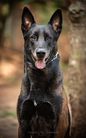 King von Bocão Malinois